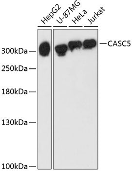 CASC5 Rabbit pAb
