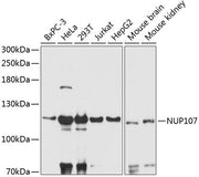 NUP107 Rabbit pAb