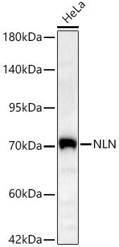 NLN Rabbit pAb