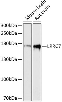 LRRC7 Rabbit pAb