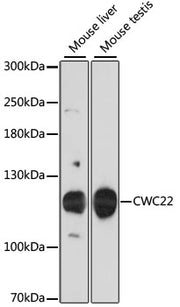 CWC22 Rabbit pAb