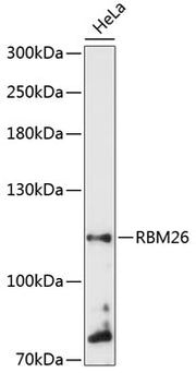 RBM26 Rabbit pAb