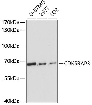 CDK5RAP3 Rabbit pAb