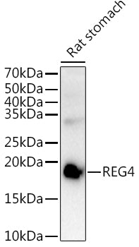 REG4 Rabbit pAb