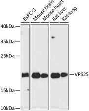 VPS25 Rabbit pAb