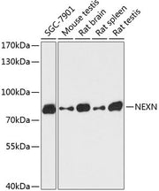 NEXN Rabbit pAb