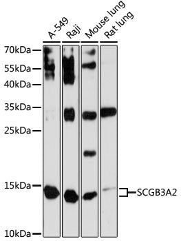 SCGB3A2 Rabbit pAb