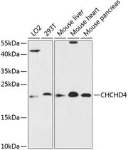 CHCHD4 Rabbit pAb