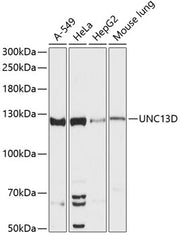 UNC13D Rabbit pAb