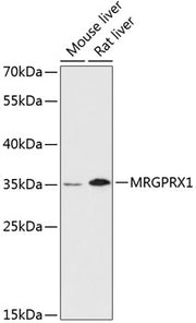 MRGPRX1 Rabbit pAb