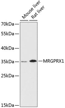 MRGPRX1 Rabbit pAb