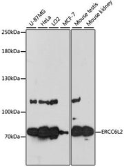 ERCC6L2 Rabbit pAb