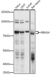 RBM14 Rabbit pAb
