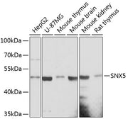 SNX5 Rabbit pAb