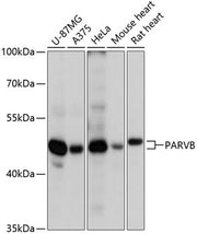 PARVB Rabbit pAb