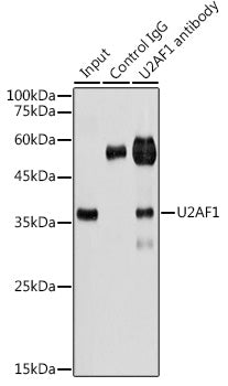 U2AF1 Rabbit pAb