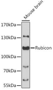 Rubicon Rabbit pAb