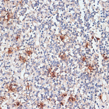 Cathepsin G Rabbit pAb