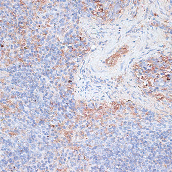 Cathepsin G Rabbit pAb
