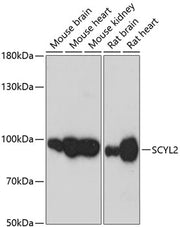 SCYL2 Rabbit pAb