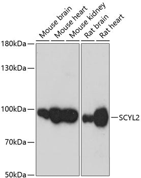 SCYL2 Rabbit pAb
