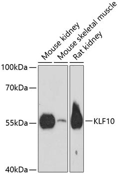 KLF10 Rabbit pAb