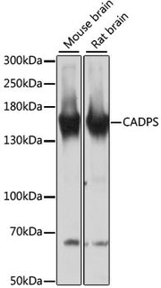 CADPS Rabbit pAb