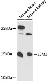 LSM3 Rabbit pAb