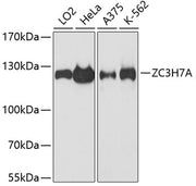 ZC3H7A Rabbit pAb