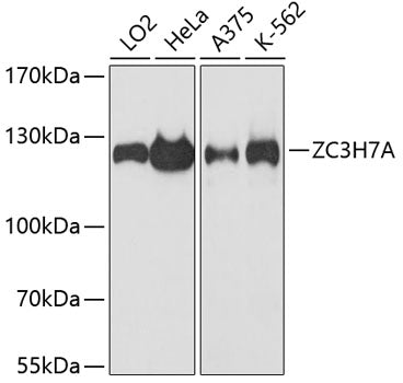 ZC3H7A Rabbit pAb
