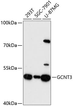 GCNT3 Rabbit pAb