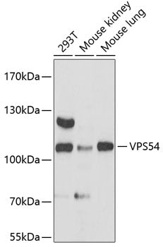 VPS54 Rabbit pAb