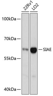 SIAE Rabbit pAb