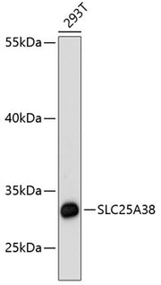 SLC25A38 Rabbit pAb