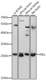 PID1 Rabbit pAb