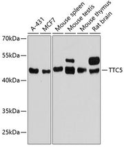TTC5 Rabbit pAb