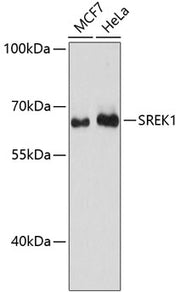 SREK1 Rabbit pAb