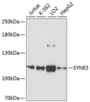 SYNE3 Rabbit pAb