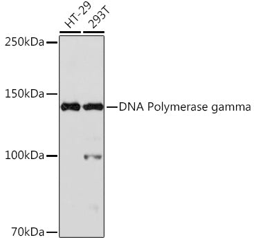DNA Polymerase gamma Rabbit mAb