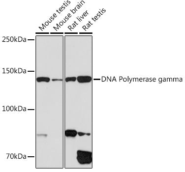 DNA Polymerase gamma Rabbit mAb