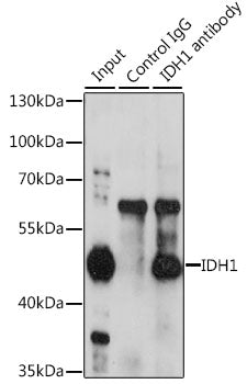 [KO Validated] IDH1 Rabbit pAb