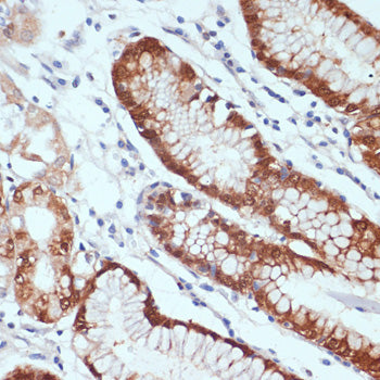 CXCL12 Rabbit pAb