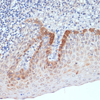 CXCL12 Rabbit pAb