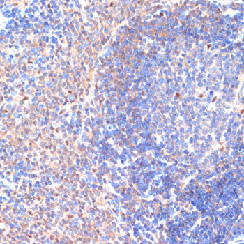 CXCL12 Rabbit pAb