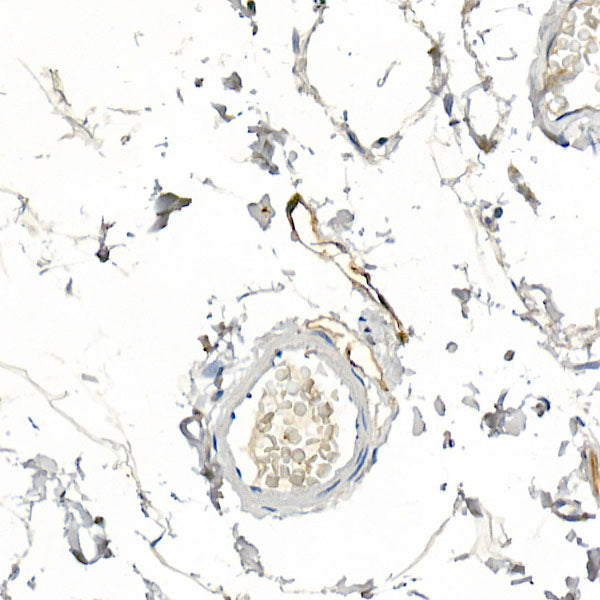 Podoplanin Rabbit pAb
