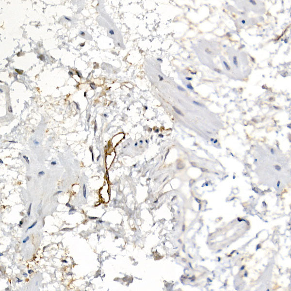 Podoplanin Rabbit pAb