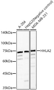 HHLA2 Rabbit pAb