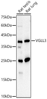 VGLL3 Rabbit pAb