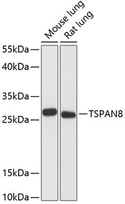 TSPAN8 Rabbit pAb