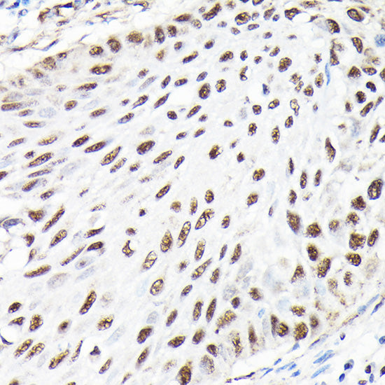 CTCF Rabbit pAb